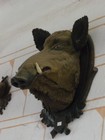 obrazek_hlava_divocaka